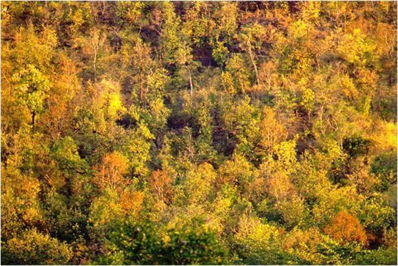 Monsoon Forest Tāla Zewnętrze zdjęcie