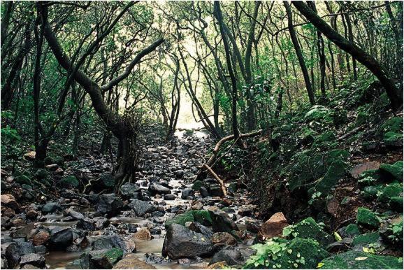 Monsoon Forest Tāla Zewnętrze zdjęcie